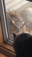 creepy owl gif