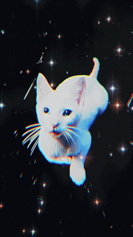 White Cat Space GIF