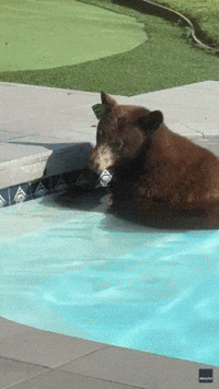 'Go Swim!': Bear Indulges in Pool Day at California Home