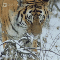 Pbs Nature Tiger GIF by Nature on PBS