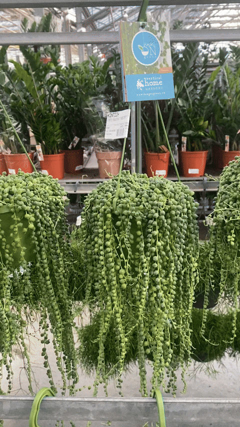 Blad en Beton GIF