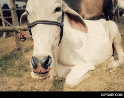 Cow Chewing GIF by GifGari