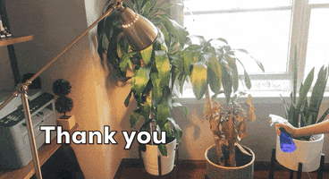 Almost Dead Plant GIF