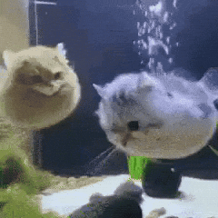 Cat Swimming GIF