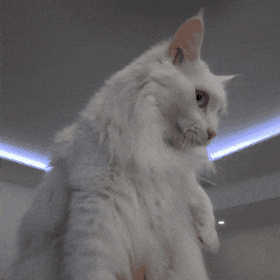 Catsquish GIF