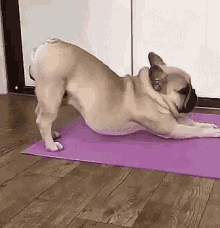Dog Fail GIF by Kraken Images - Find & Share on GIPHY