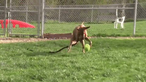 happy dog GIF by Nebraska Humane Society