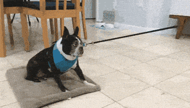 🐶 Is Your Dog’s Collar The Right Fit? 🐶