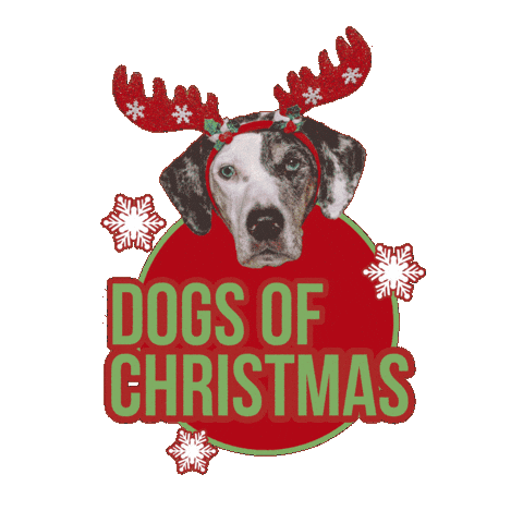 Dog Christmas Sticker by Apawture Studios Pet Photography