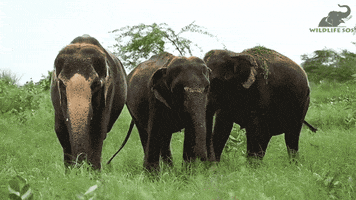 Elephant Celebrate GIF by Wildlife SOS