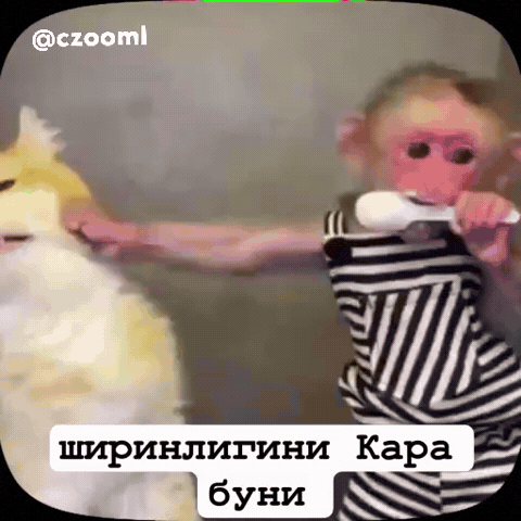 Analgin GIF