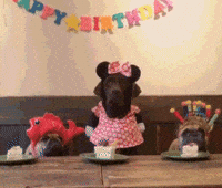 Dog-birthday GIFs - Get the best GIF on GIPHY Dog-birthday GIFs - Get the best GIF on GIPHY
