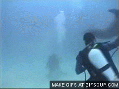 diving dolphin GIF