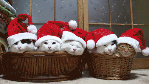 christmas cats GIF