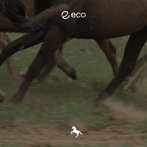 Uts GIF by Eco