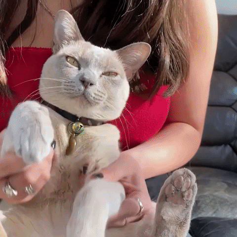 Cat Fan Gifs Get The Best Gif On Giphy