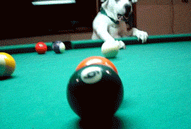 Dog Pool GIF