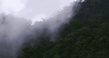 forest fog GIF by Head Like an Orange
