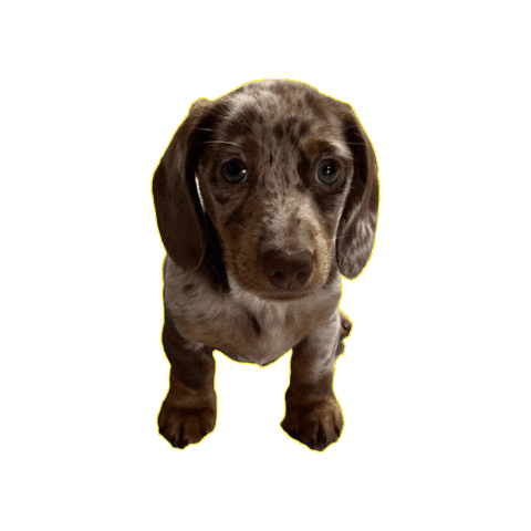 Dog Sticker