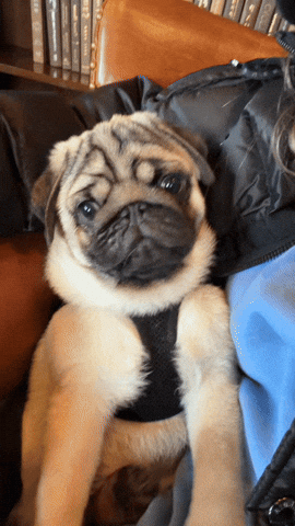 Scared Puppy GIF