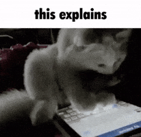 Cat Scroll GIF