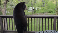 Black Bear Inspects Back Deck of Home