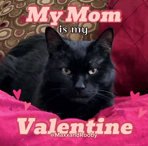 Valentines Day Cat GIF