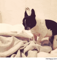 Dog Meme GIFs - Find & Share on GIPHY