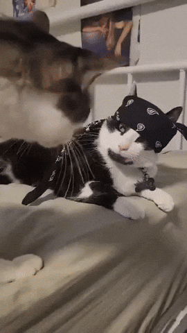 Cat GIF