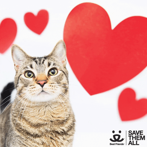 Valentines Day Cat GIF by Best Friends Animal Society
