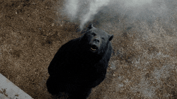 Hungry Comedy GIF by Cocaine Bear