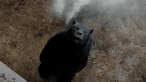 O urso do pó branco', 'Sombras de um crime', 'Demon Slayer': as estreias no  cinema
