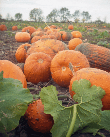 Pumpkin Patch Halloween GIF od Hunter Prestona