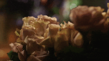 Flower GIF by Tailored Twig