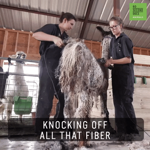 Barber Haircut GIF by 60 Second Docs