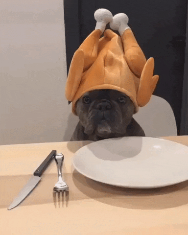Video gif. A cute french bulldog sits at a table setting waiting patiently, with a Thanksgiving turkey hat on its head. 