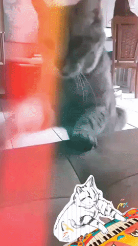 Cat GIF