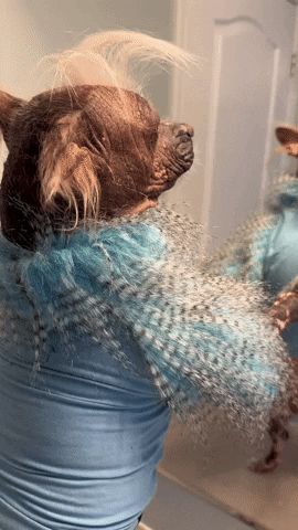Chinese Crested Love GIF