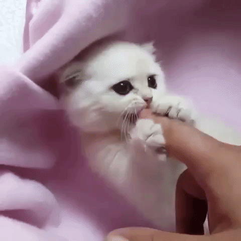 cat app GIF by The Videobook