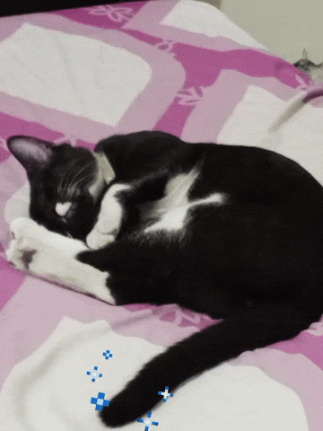 Cat GIF