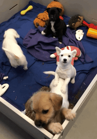 Annenberg PetSpace GIF