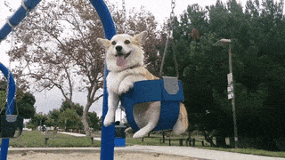 corgi