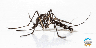 sgvmosquito animal nope health science GIF