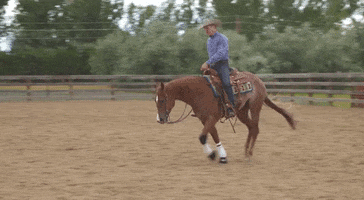 HorseandRider horse reining roan horserider GIF