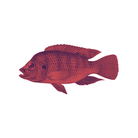 Fish Sticker by CAFE BAR MOKKA