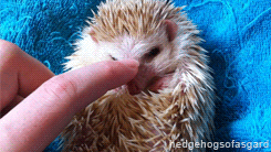 pets hedgehog GIF