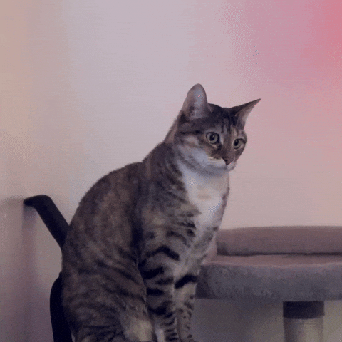 Surprised Cat GIF