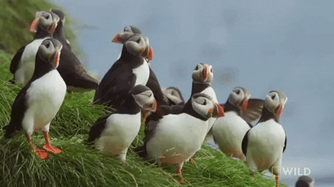 Puffins GIF by Nat Geo Wild - Find & Share on GIPHY
