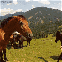 horse arm GIF