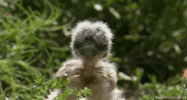 natural world owl GIF by Head Like an Orange